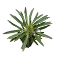 Madagascar Palm